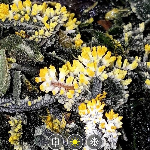 THCa hexane vapor xtals