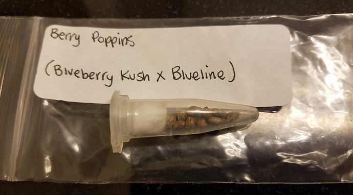 seeds