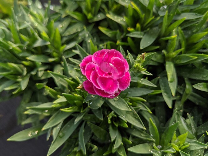 PXL_20210531_132118312