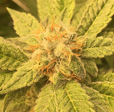 AirplaneGlue
