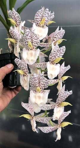 Ctsm. Norm Tupper 'SVO Snow Leopard'