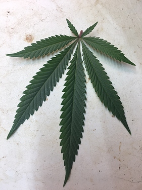 leaf