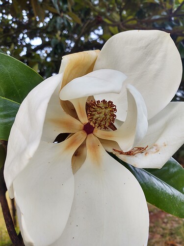 IMG_20210619_074526284_HDR
