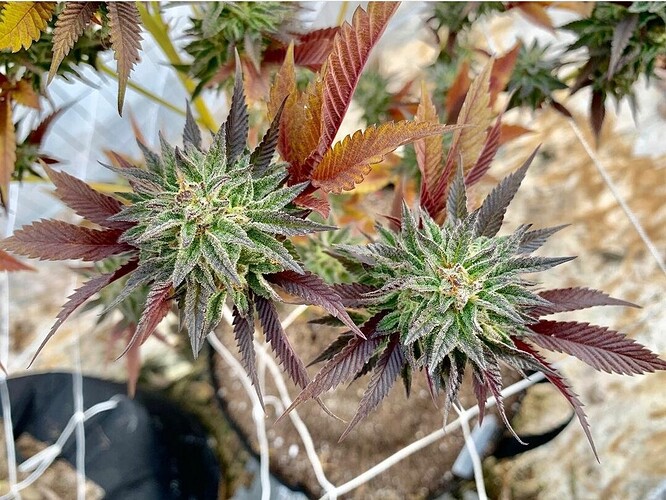 Screenshot_20210111-184416_Instagram