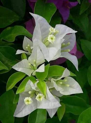 FB_IMG_1654012794925