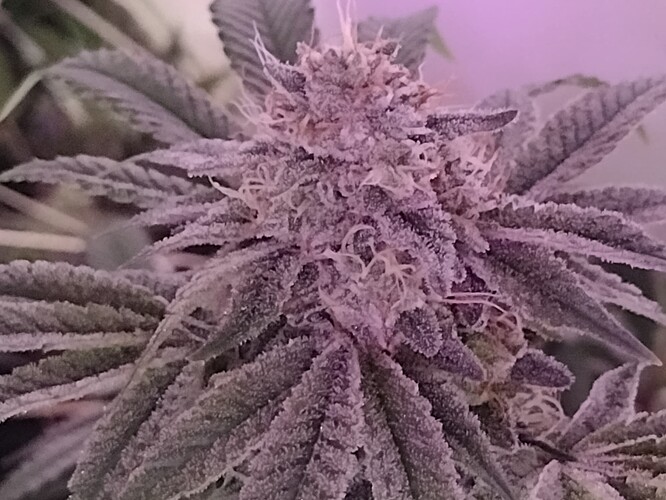 IMG_20221224_112610134