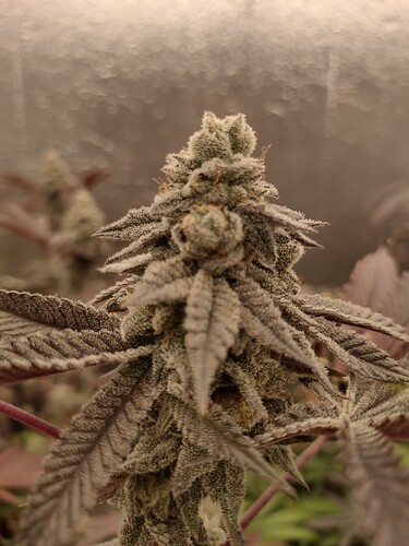 Garlic Budder 7-3-25