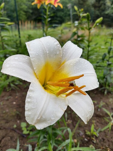 IMG_20210719_093945250_HDR