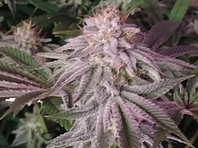 IMG_20221224_112530580