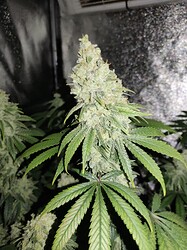 IMG_20230210_172114