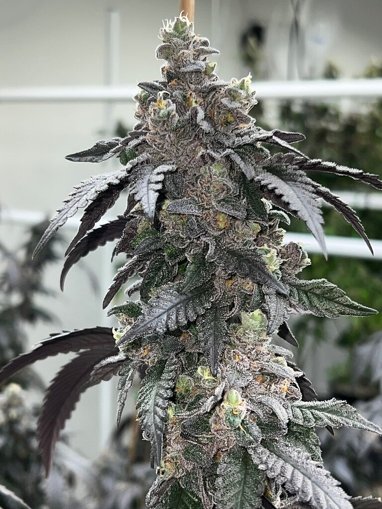 Banana Cream Cake x Jealousy Cannabis Future4200