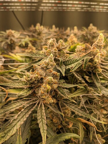 PXL_20221212_214229757