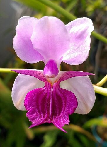Papilionanthe Amy