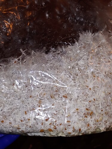 mycelium growth i. spawn bags (1)