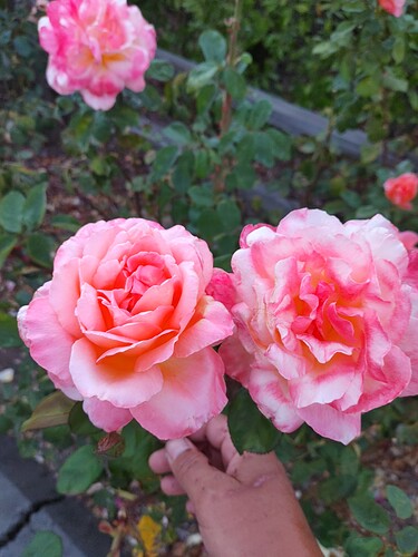 0804212012a_HDR