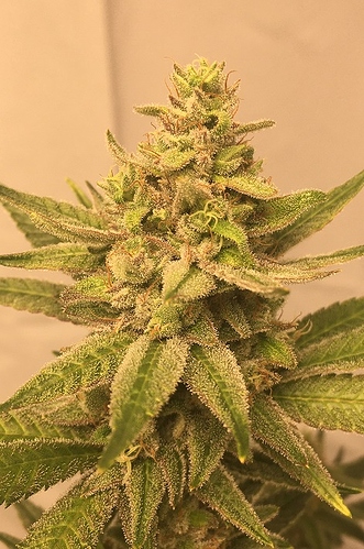 LilacDiesel
