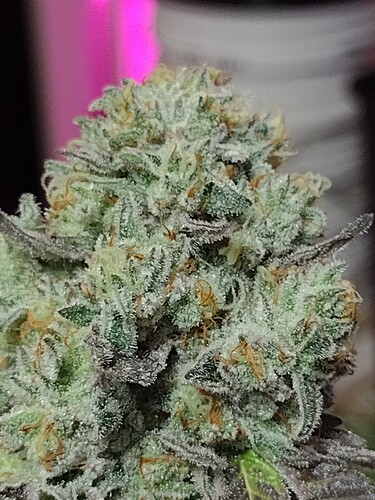 IMG_20221213_095622218