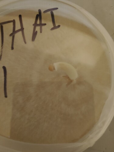agarmushroom