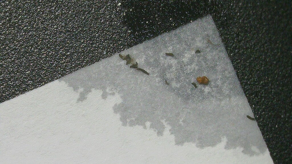 What are these root pests? - Botany and Cultivation - Future4200