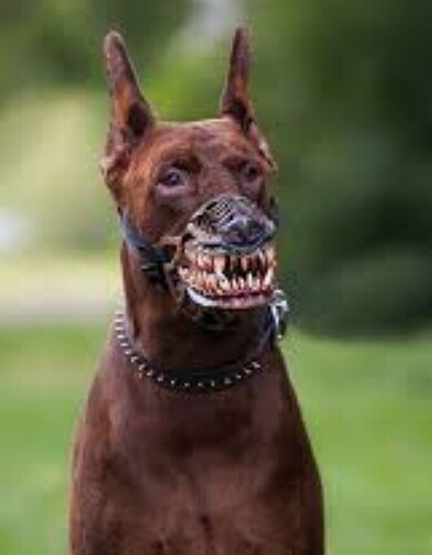 Screenshot_20211108-180127_Samsung Internet