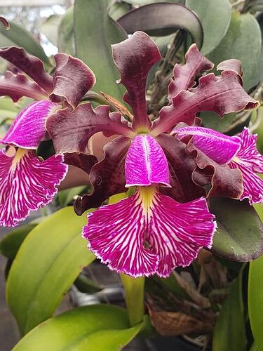 C schilleriana