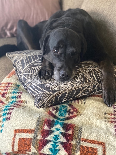 Dog