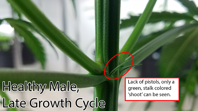 Male_Growth
