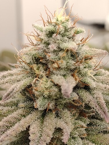 IMG_20221229_155429394