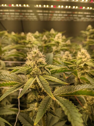 PXL_20221121_180908028