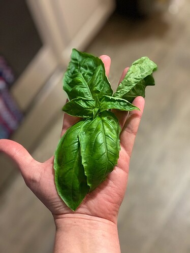 basil