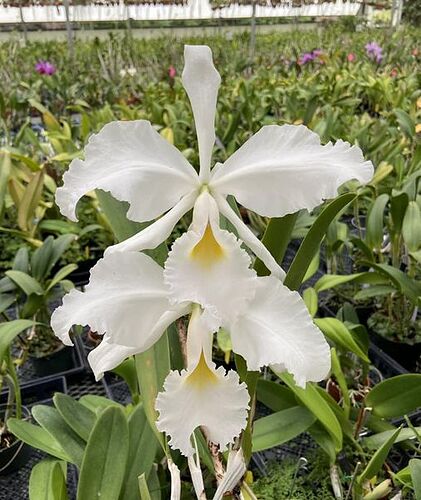 cattleya