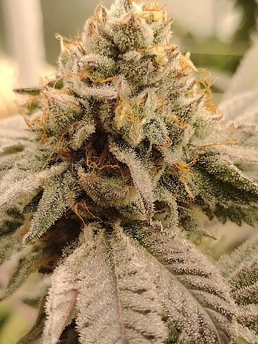 IMG_20221229_155409401