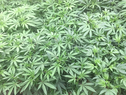 veg