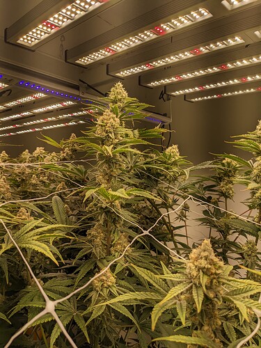 PXL_20221202_175222601.MP