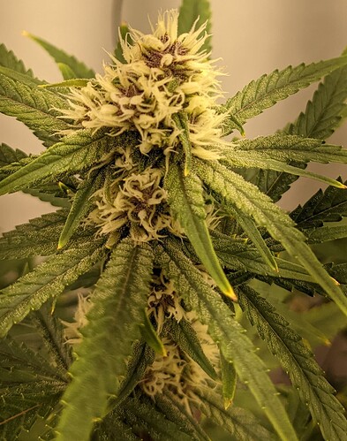 PXL_20221117_192850486~2