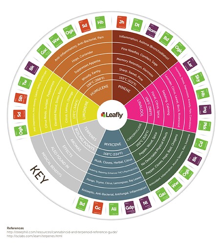 jXSS0pS1Sw2p2eq176GL_Leafly-Cannabis-Terpene-Wheel-Infographic