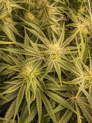 PXL_20221121_181305300