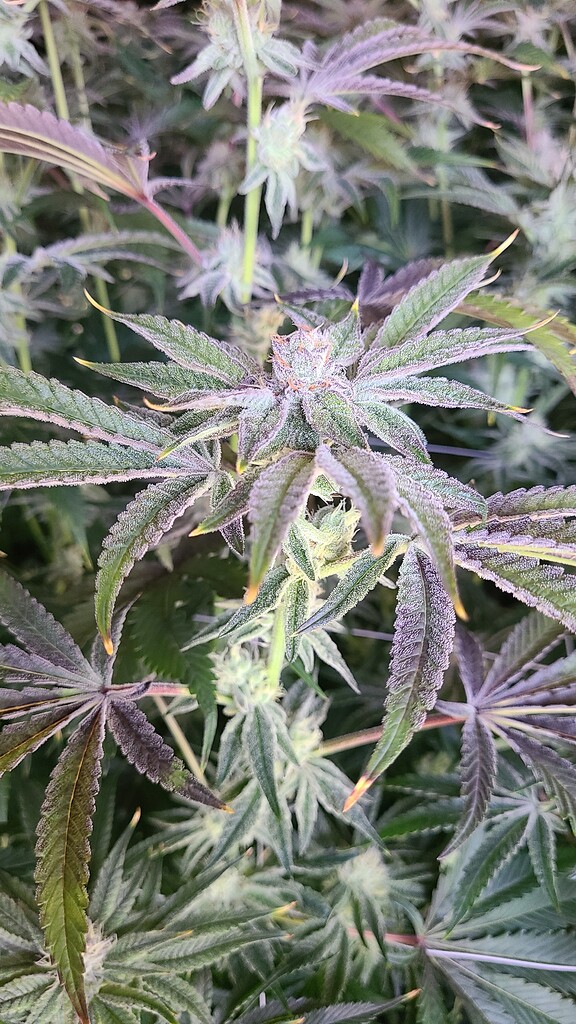 Plant/ Flower pics - Page 182 - Botany and Cultivation