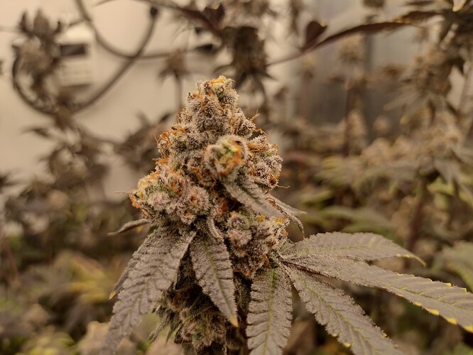 IMG_20240803_132813152_HDR