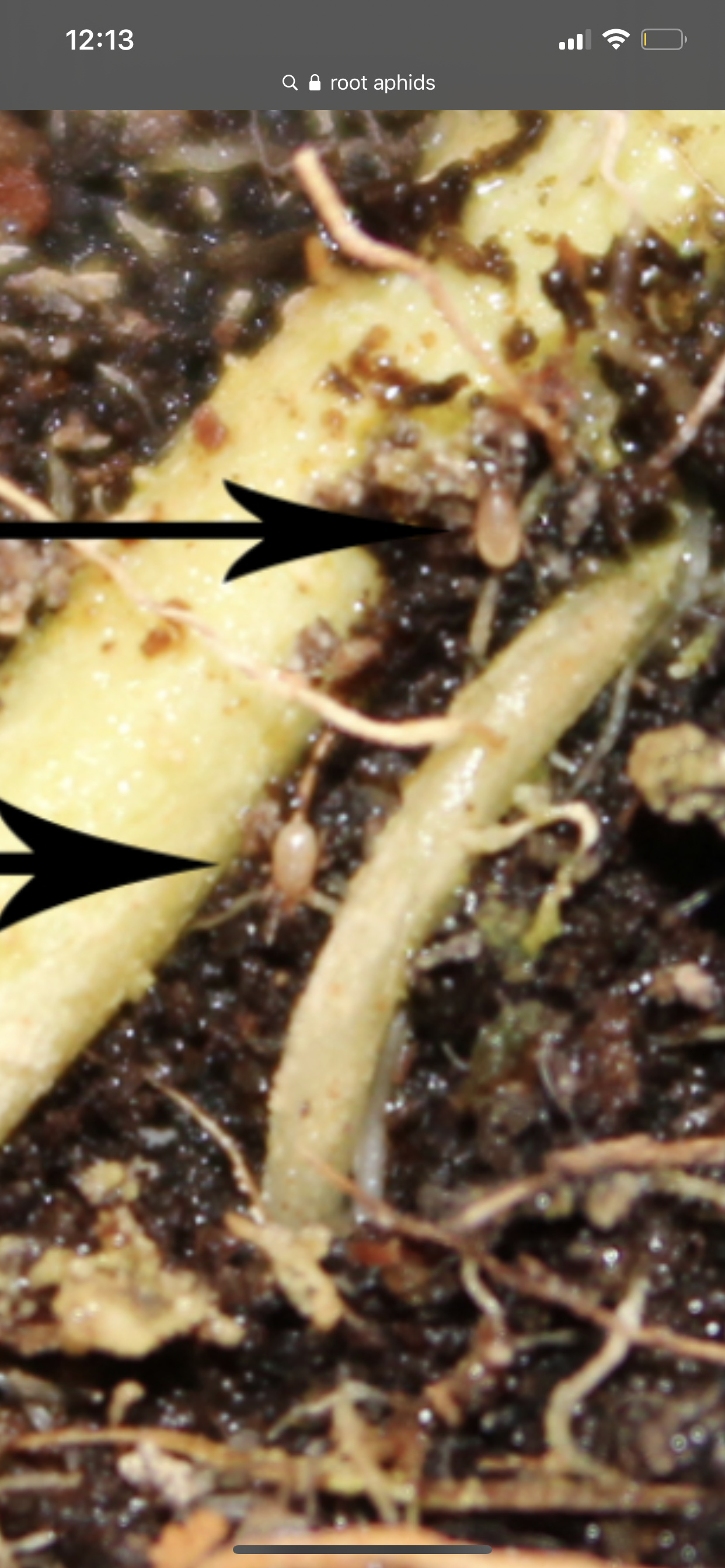 Help identifying root pest - Botany and Cultivation - Future4200