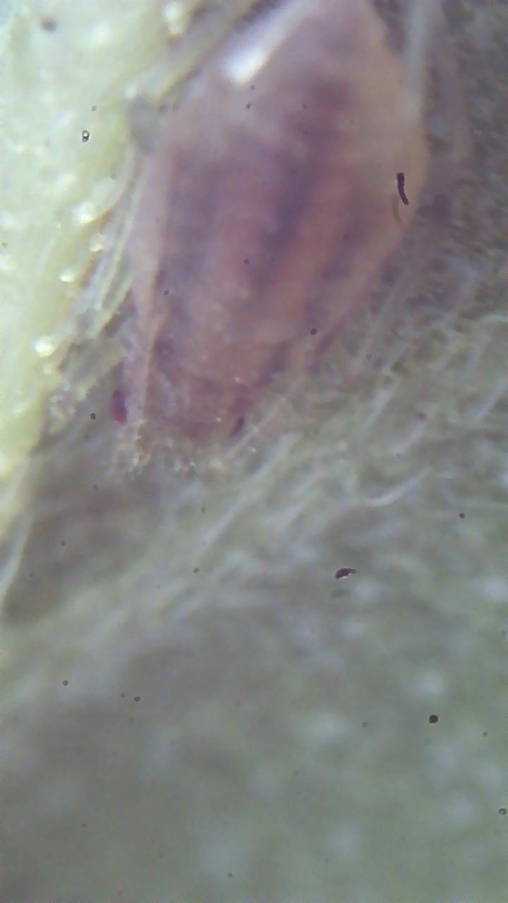 Webbed Cyth SOS. Wtf is this webbing - Botany and Cultivation - Future4200