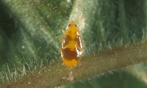 orius nymph