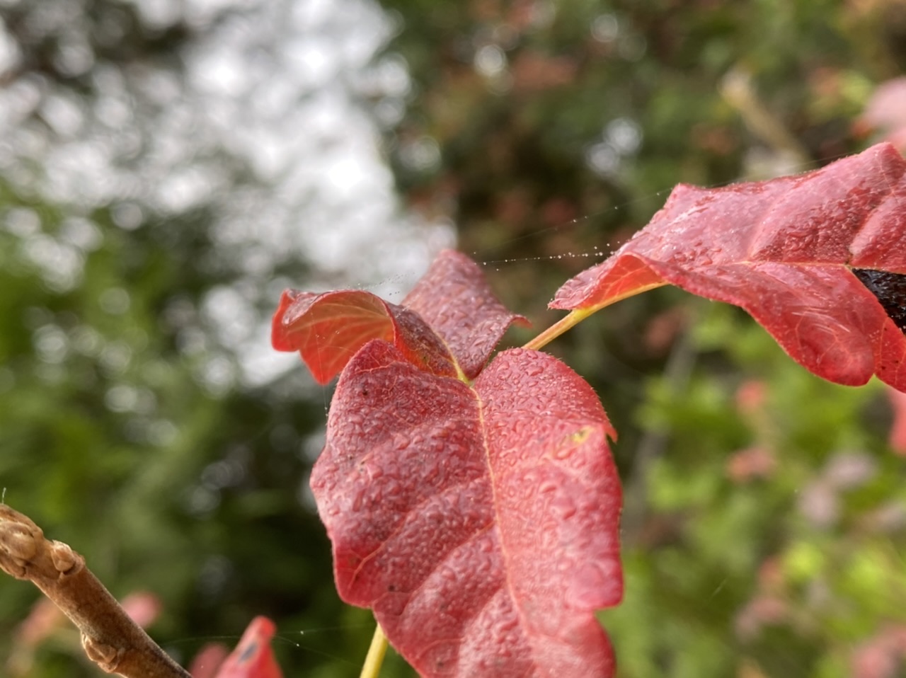 SOS. Wtf is this webbing Botany and Cultivation Future4200