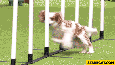dog-agility-fail-head-bump-gif-animation