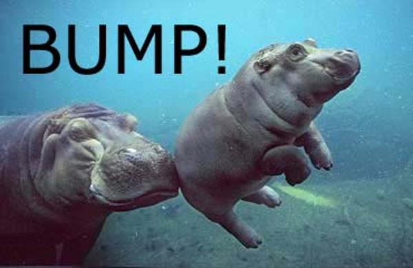 bump hippo