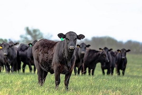 moo