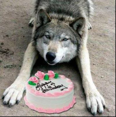 happy birthday graywolf