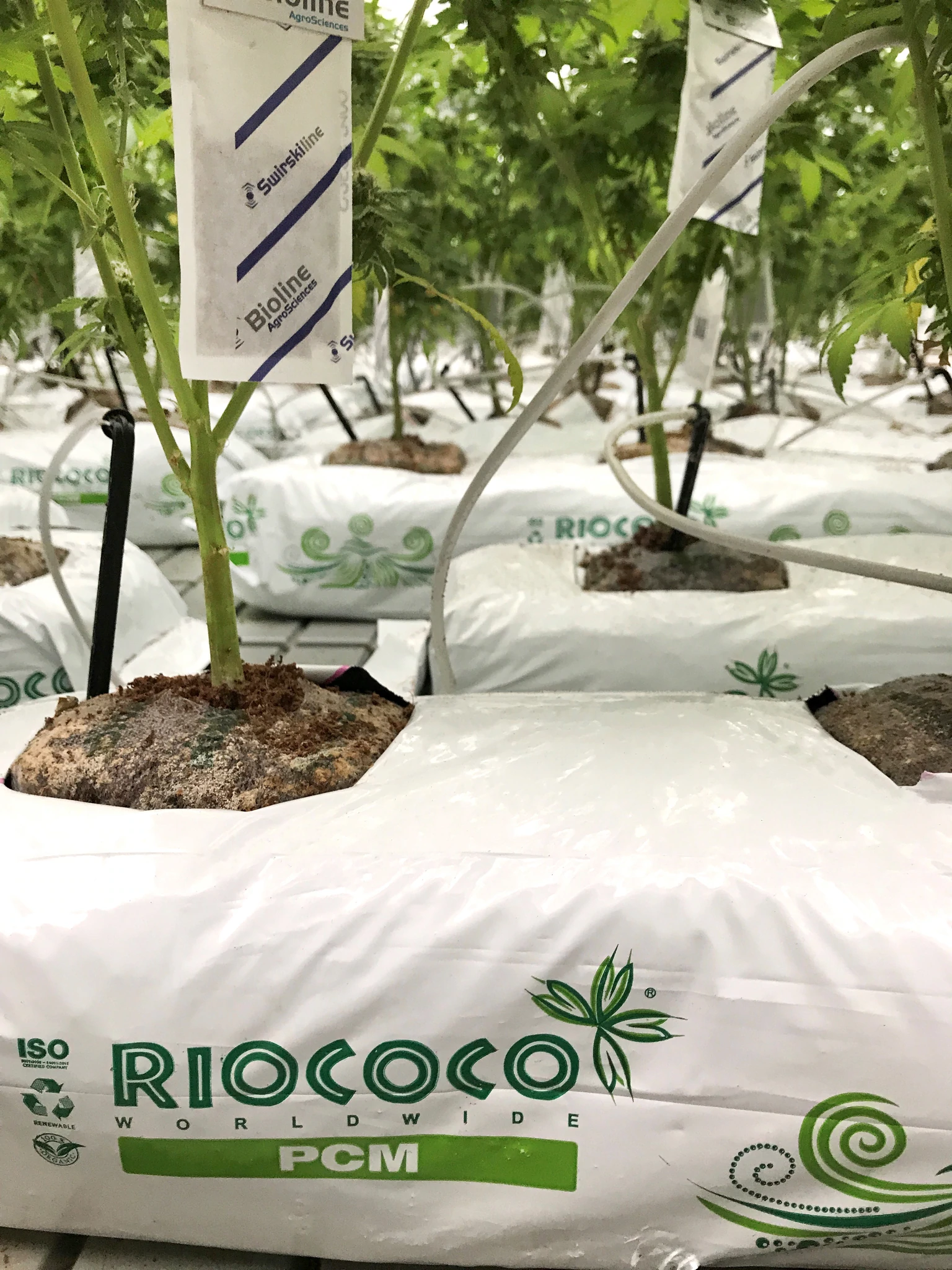 RIOCOCO® PCM At Home Block – Greenhouse Megastore