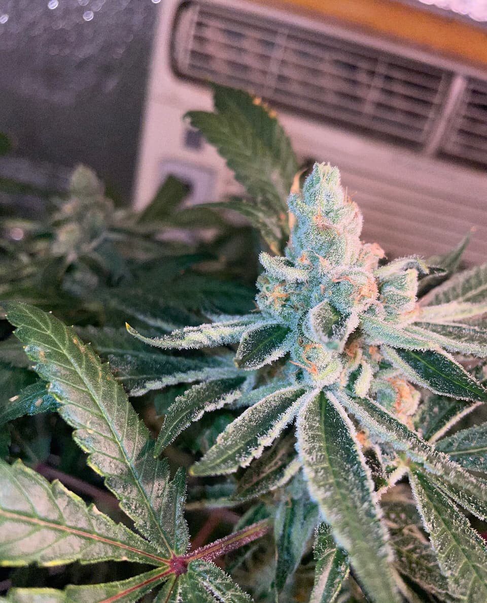 Plant/ Flower pics - Page 182 - Botany and Cultivation
