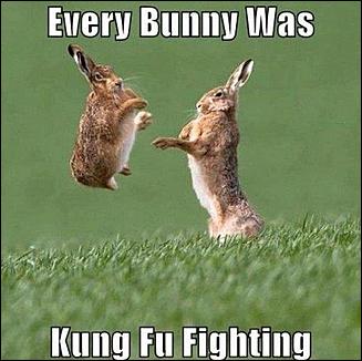 Kung Fu bunnies